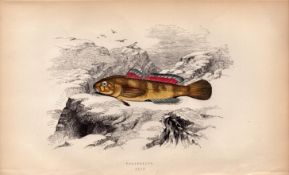 Paganellus 1868 Antique Johnathan Couch Coloured Fish Engraving.