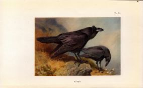 The Raven Coloured Archibald Thorburn 98-Year-Old Bird Print-53.