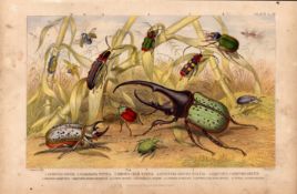 The Beetle Family 12 Species Antique Hand Coloured Oliver Goldsmith Engraving -38.