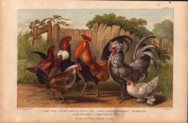 Cock & Hen 7 Species Antique Hand Coloured Goldsmith Engraving -21.