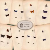 Collection of 8 Antique 129 Years-Old Rev Morris Butterflies Woodblock Engravings-7.