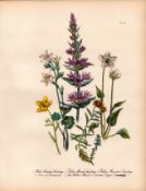 Jane Loudon Wildflower Rare 165-Yr-Old Antique Gilt-Edged Illustration-24.