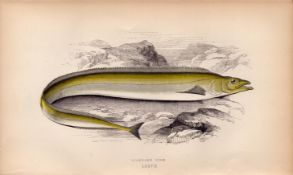Scabbard 1868 Antique Johnathan Couch Fish Coloured Engraving.