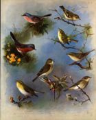 Wren, Warbler, Chaff Thorburn Antique Scarce 1st Edition Large Bird Print-6.