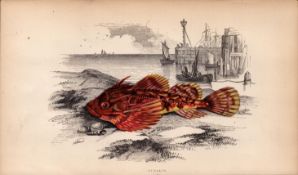 Montagu’s Blenny 155 Years-Old Antique Johnathan Couch Fish Engraving.