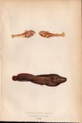Double Spotted & Cornish Sucker Antique Johnathan Couch Fish Engraving.