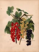 Currants On The Vine Selection 1891-1894 Antique Fruit Illustration-25.