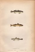 3 Finned Goby Fishes Antique Johnathan Couch Fish Engraving.