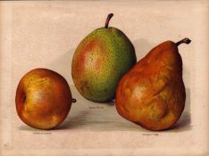 Pears Selection 1891-1894 Antique Mary Rivers Coloured Fruit Illustration-12.