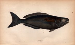 Pompilus 1868 Antique Johnathan Couch Coloured Fish Engraving.
