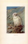 Snowy Owl Coloured Archibald Thorburn 98-Year-Old Bird Print-71.