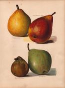 Pears Selection 1891-1894 Antique Coloured Mary Rivers Fruit Illustration-14.