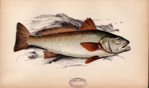 Sopaena 1869 Antique Johnathan Couch Coloured Fish Engraving.