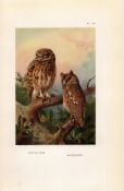 Little & Scops Owls Coloured Archibald Thorburn 98-Year-Old Bird Print-70.
