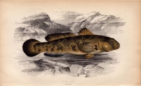 Rock Goby 1868 Antique Johnathan Couch Coloured Fish Engraving.