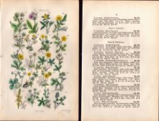 Sowerby Antique Hautboy Strawberry, Spring Cinquefoil, Agrimony -20 Set-2.