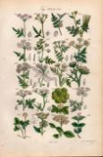 Sowerby Antique Hedge Parsley, Chervil, Hemlock, Prickly Samphire, Coriander, Ivy-,29.
