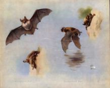 Natterer’s Bat Antique Archibald Thorburn First Edition Scarce Lithograph -5.