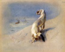 White Winter Stoat Antique Archibald Thorburn First Edition Scarce Lithograph - 22.