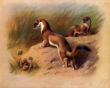 Summer & Irish Stoat Antique Archibald Thorburn First Edition Scarce Lithograph- 21.
