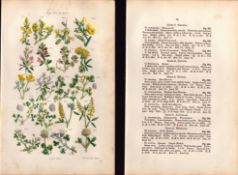 Sowerby Antique Black Medick, Green Weed, White Clover, Trefoil,-15-Set-2.