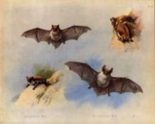 The Whiskered Bat Antique Thorburn First Edition Scarce Lithograph-6.
