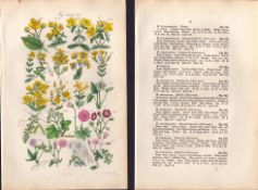 Sowerby Antique St. John's Wort, Sycamore, Crane's-Bill, Maple,-13 Set-2.