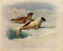 Ringed & Greenland Seal Antique Archibald Thorburn First Edition Scarce Lithograph -15.
