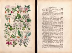 Sowerby Antique Dog Rose, Hawthorn, May, Wild Pear, Wild Apple, Crab Apple-22--Set-2.