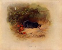 Antique Archibald Thorburn First Edition Scarce Mammals Lithograph the Mole-8.