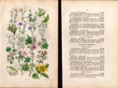 Sowerby Antique Mallow, Lime, Linden-Tree, Chickweed, Flux, 12--Set-2.