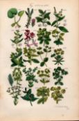 Sowerby Antique Illustration Mercury, Purple Spurge, Irish Spurge, Crowberry-55.