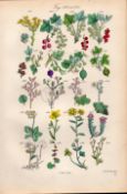 Sowerby Antique Illustration Red Currant, Redcurrant, Gooseberry, Blackcurrant-25.