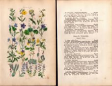 Sowerby Antique Rock Rose, Sweet Violet, Corn Pansy, Sun-Dew, Milk-Wort, Dog Violet-8-Set-2.