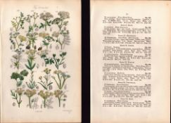 Sowerby Antique Water Parsnip, Hemlock Dropwort, Hare's Ear – 27-Set-2.