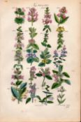 Sowerby Antique Wild-Flowers Cat-Mint Ivy Basil Thyme Calamint Skull-Cap-49.