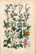Sowerby Antique Forget-Me-Not, Alkanet, Borage, Madwort, Deadly Nightshade-43.