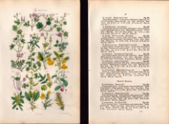 Sowerby Antique Cranesbill, Herb Robert, Shamrock, Wood Sorrel, Gorse,-14 Set-2.