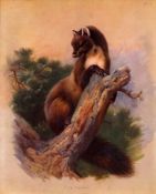 Antique Archibald Thorburn First Edition Scarce Lithograph Pine Marten- 19.