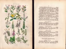 Sowerby Antique Willow Herb, Evening Primrose, Bryony, Purple Loosestrife-23--Set-2.