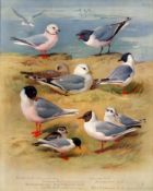 Seabirds & Gulls Antique Scarce Thorburn First Edition Large Bird Print -72.