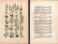 Sowerby Antique Scurvy Grass, Horseradish, Yellow Draba, Lady's Smock -5-Set-2.