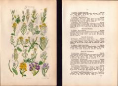 Sowerby Antique Mustard, Garlic, Cress, Wild Flowers-6-Set-2.