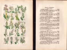 Sowerby Antique Sea Rocket, Sea Kale, Shepherd's Purse, Candy Tuft, Pepper Wort-4-Set-2.