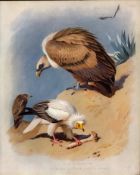 The Vulture Archibald Thorburn Antique Scarce 1st Edition Large Bird Print -29.