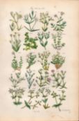 Sowerby Antique Illustration Star-Wort, Sea Pimpernel, Sand-Wort, Mouse-Ear,-11.