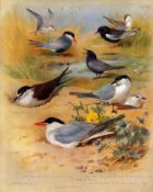 Antique Scarce Archibald Thorburn First Edition Large Bird Print The Tern Family-70.