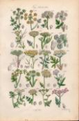 Sowerby Antique Fennel, Samphire, Wild Parsnip, Milk Parsley, Wild Carrot-28