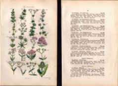 Sowerby Antique Goosegrass, Red Valerian, Corn Salad, Lamb's Lettuce-31-Set-2.