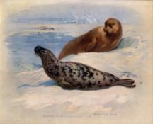 Bearded & Hooded Seal Antique Archibald Thorburn First Edition Scarce Lithograph -16.